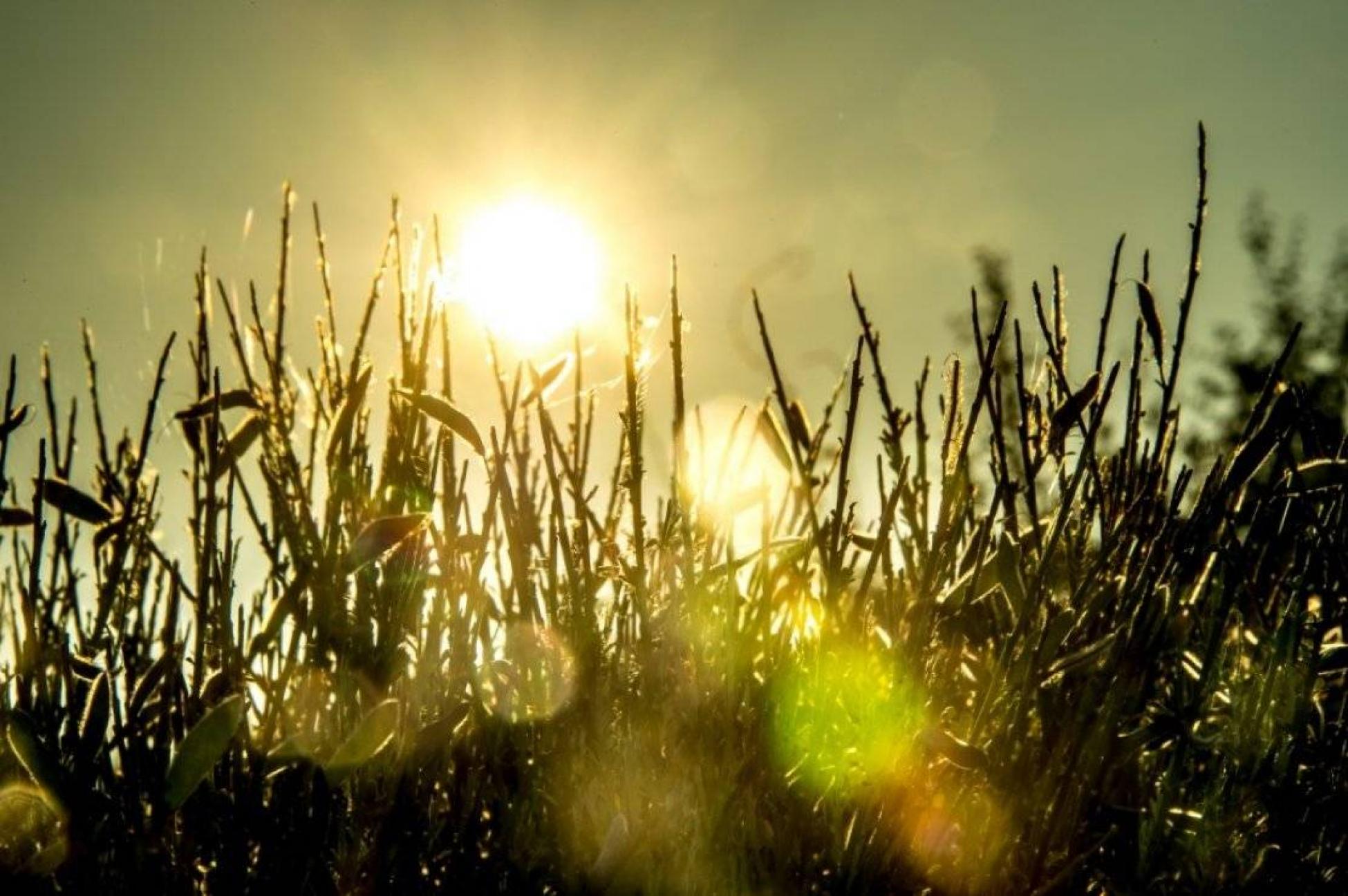 Canicule French Meaning In English