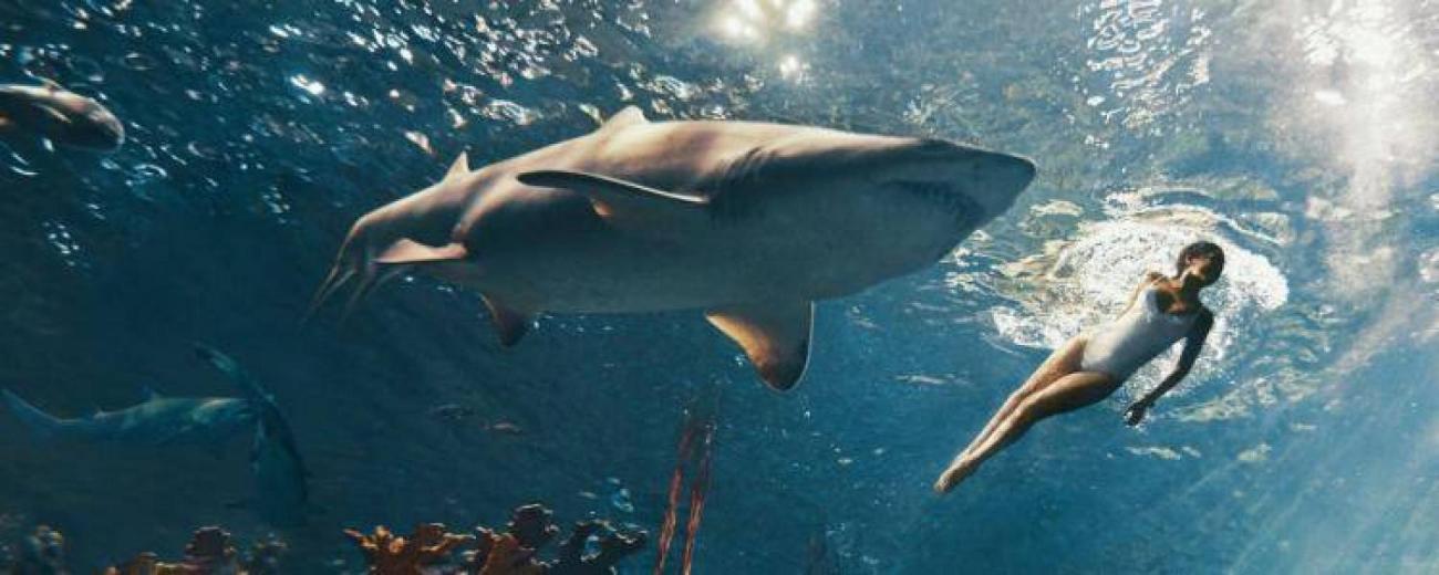 Un homme de 35 ans tué par un grand requin blanc : l'incroyable