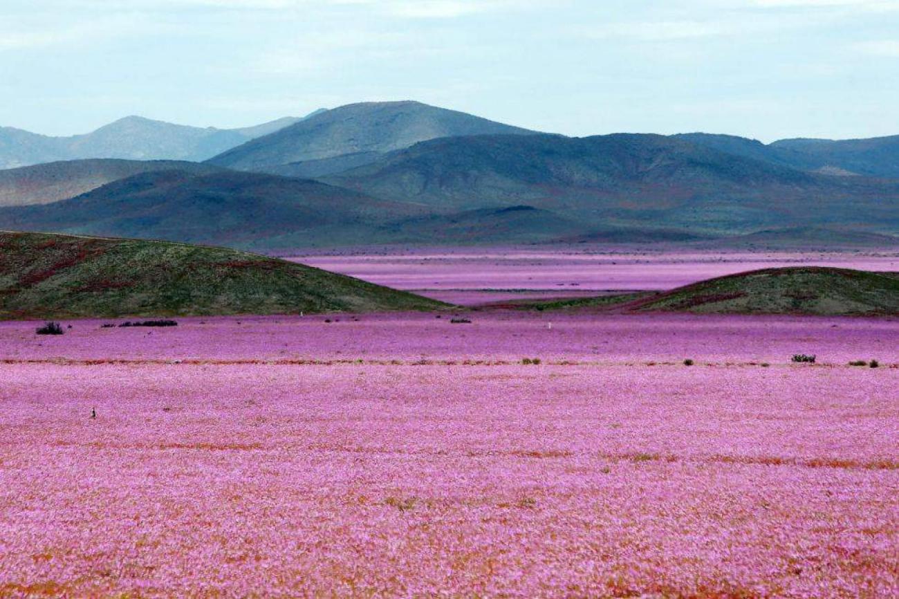 Chili, quand le désert d'Atacama devient jardin