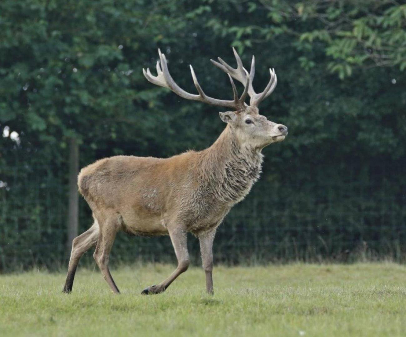 Oise un chasseur de 62 ans tu par un cerf qui l a charg pr s de