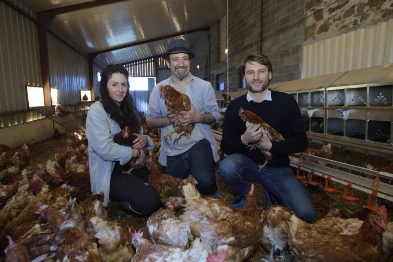 En France, une "maison de retraite" pour les poules sauvées de l
