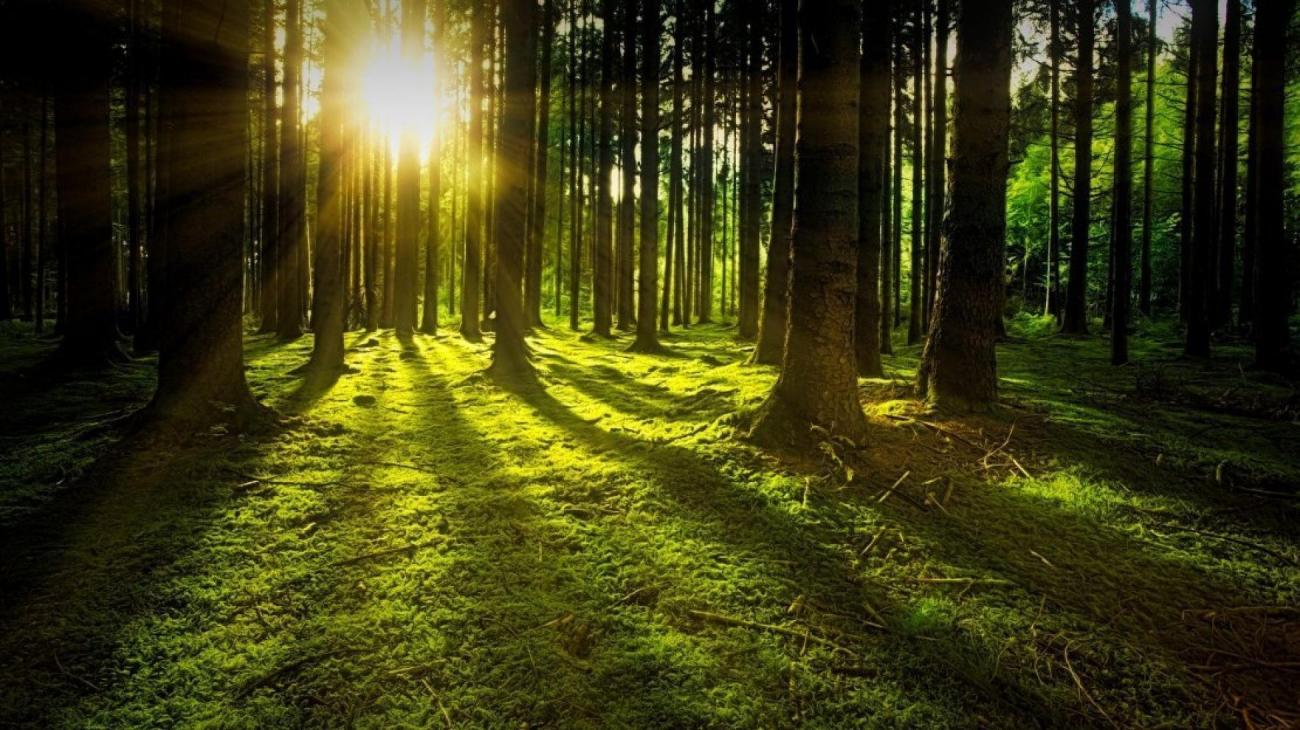 Après la vie secrète des arbres, les bains de forêt ont le