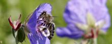 Une abeille butine une fleur.