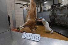 Une vache dans un abattoir.