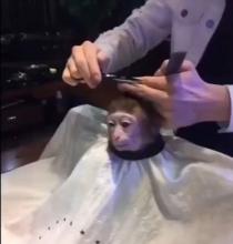 Singe Capucin Vidéo Coiffure