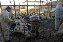 Un élevage de canards dans une ferme avant leur abattage le 6 janvier 2017 à Belloc-Saint-Clamens da