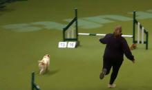 Un chien complétement hilarant participe à un concours de saut d’obstacle