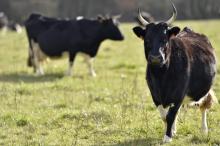 Des vaches laitières Pie Noir, à Plesse (Loire-Atlantique), le 14 février 2017