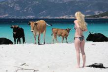 Des bovins sauvages sur la plage Mare e Sole, dans le Golfe d'Ajaccio, le 17 mai 2017