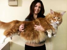 Chat Grand Monde Omar Maine Coon Guinness Book