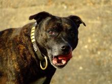 A Londres, son chien de race Staffordshire bull terrier lui a planté ses crocs dans la gorge. Une morsure à laquelle il n'a pas survécu