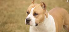 Un chien de race American staffordshire.