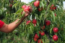 La justice française condamne l'emploi de saisonniers agricoles dans des conditions indignes