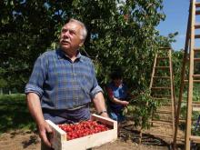 La récolte des cerises.