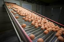 Cinq entreprises françaises "ont reçu des oeufs contaminés" au fipronil provenant des Pays-Bas et de