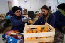 Des membres de l'association Andès, collectent et trient des fruits invendus, à Rungis, le 21 novemb