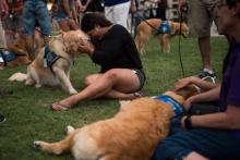 La dissémination des armes à feu accentue les risques d'accidents aux Etats-Unis, où les fusillades sont également fréquentes. Cette photo prise le 14 juin 2016 à Orlando montre des chiens de réconfor