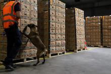 Un chien renifle des cartons de fruits lors d’un contrôle des douanes dans un hangar sur le port d