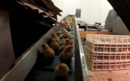 Foie gras : 6 Français sur 10 favorables à l'interdiction du gavage