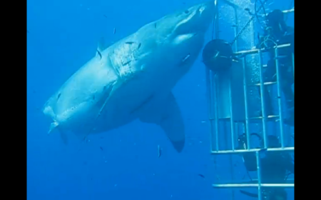 Record du nombre d'attaques de requins en 2015