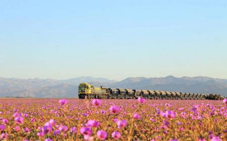 Le désert d'Atacama est en fleurs comme jamais depuis 20 ans