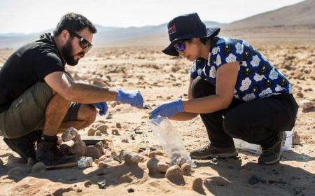 Quand le désert d'Atacama se recouvre de millions de fleurs